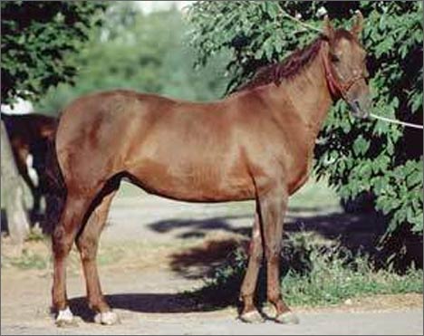 Локайская лошадь