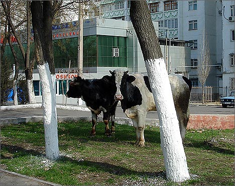 Ташкент, Улица Амира Темура (бывшая Энгельса)