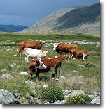 Выпас скота на высокогорных пастбищах