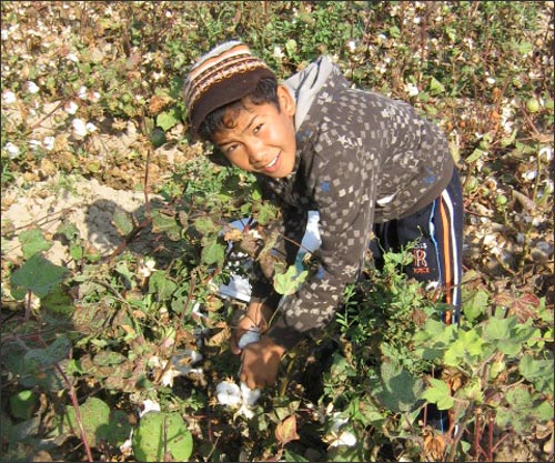 Несмотря на критику правозащитников и бойкот со стороны производителей, Узбекистан продолжает принуждать детей к труду на хлопковых плантациях