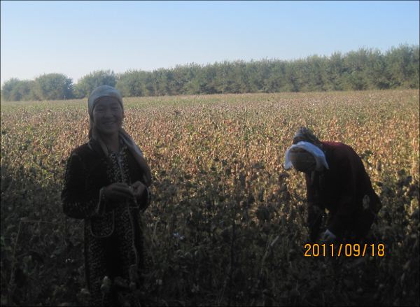 Дети на хлопковых полях Ташкентской области