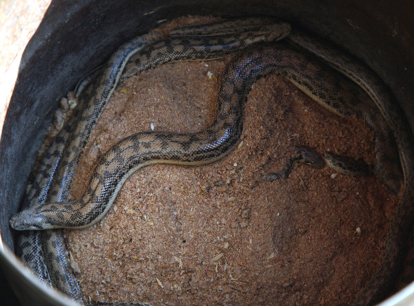 Змеи на ташкентском базаре
