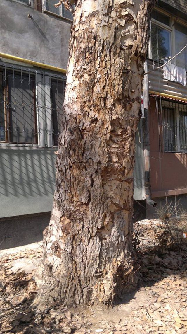 Больное дерево продолжает расти