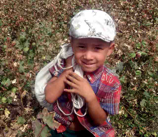 Дети в Узбекистане снова собирают хлопок