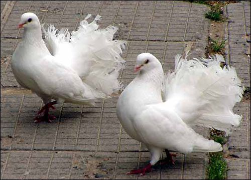 За несколько минут до панихиды на крыльцо театра опустились белые голуби. Фото ИА Фергана.Ру
