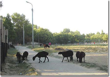 Ташкент, Юнусабад, стадион школы N240