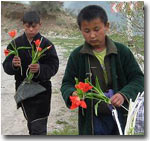 Узбекистан: Горные тюльпаны помогают жителям Шахрисабза выживать