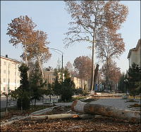 Узбекистан: Волна массовой вырубки городских деревьев докатилась и до Ферганы