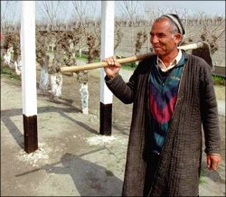 Узбекистан: Почему фермер молчит, когда его бьют?..