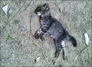 Узбекистан: Годовщину независимости страны Ташкент встречает массовым убийством собак и кошек