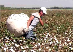Узбекистан: Почем удовольствие вырастить хлопок? Фермеры рассказывают о взятках