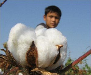 Узбекистан: Европейские исследователи призывают к кардинальным реформам хлопкового сектора