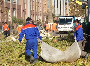 Узбекистан: В Ташкенте продолжают уничтожать здоровые деревья (фото)