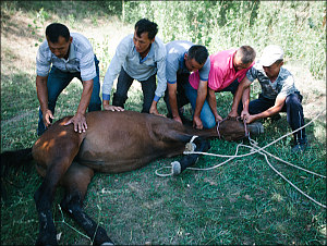 Узбекистан: Как казахи резали коня (фото 18+)