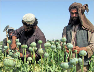 Незамуддин Бахави: «Талибан» и наркотики неразделимы 