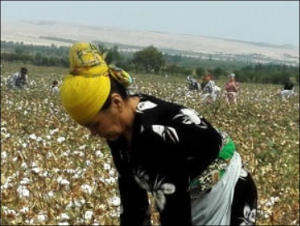 Как и кто отбеливает «белое золото» Узбекистана. Доклад Узбекско-германского форума по правам человека