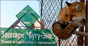 Люди и звери: Почему единственному в Кыргызстане зоопарку грозила смертельная диета
