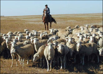 Таджикистан: Где пасти скот, или Не пора ли приватизировать холмы и луга?