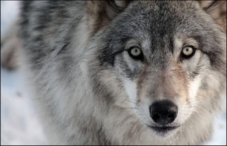 Таджикистан: С волками — жить!