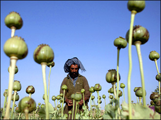 Шах и мак. В Афганистане всей страной развивают цветоводство