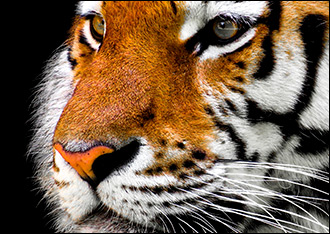 Туранский тигр мертв, но дело его живет. В Казахстане снова появятся гигантские кошки