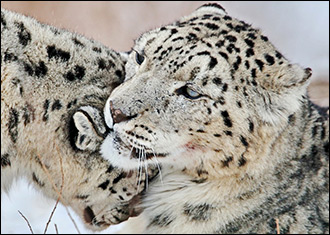 Леопарды ди Каприо. Успеют ли спасти снежных барсов в Киргизии
