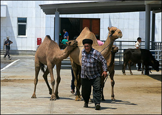 Тайная смерть домашних животных. Власти Туркмении скрывают случаи падежа скота и птицы