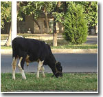 Обыкновенное скотство. Столицу Узбекистана оккупируют стада коров и баранов